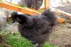 29_juli_2011_28329.JPG