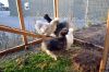 29_juli_2011_28829.JPG