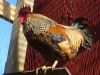 26_feb_2012_Hudini_den_almaegtige.jpg