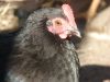 26_feb_2012_Torden6lyn_taet_pa.jpg