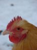 hons_14_februar_2013_023.JPG