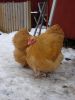 hons_14_februar_2013_024.JPG