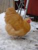 hons_14_februar_2013_026.JPG