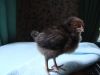 DSC03120.JPG