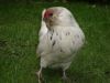 DSC03483~1.JPG