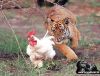 tiger-vs-chicken-who-ya-.jpg