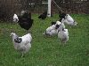 Hons_januar_2012_00202_28800x60029.GIF