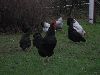 Hons_januar_2012_00404_28800x60029.GIF
