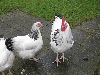 Hons_januar_2012_00606_28800x60029.GIF