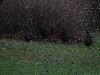 Hons_januar_2012_00707_28800x60029.GIF
