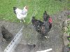 Hons_januar_2012_00808_28800x60029.GIF