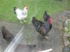 Hons_januar_2012_008_28640_x_ratio29.jpg