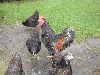 Hons_januar_2012_010010_28800x60029.GIF