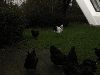 Hons_januar_2012_01101_28800x60029.GIF