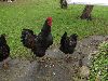 Hons_januar_2012_01202_28800x60029.GIF