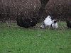 Hons_januar_2012_01303_28800x60029.GIF