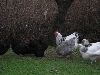 Hons_januar_2012_01404_28800x60029.GIF