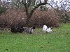 Hons_januar_2012_01505_28800x60029.GIF