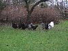 Hons_januar_2012_01606_28800x60029.GIF
