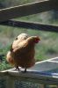DSC_106_28429_28Kopier29~0.JPG