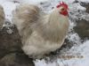 Filnavn=Bobtail_dv__kochin1.jpg
Filstørrelse=158KiB
Dimensioner=704x528
Dato for tilføjelse=%11 %808, %2014 Bobtail_dv__kochin1.jpg