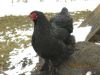 Bobtail_dv__kochin_002.jpg