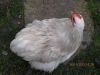 Filnavn=Bobtail_hane1.jpg
Filstørrelse=152KiB
Dimensioner=704x528
Dato for tilføjelse=%18 %669, %2013 Bobtail_hane1.jpg