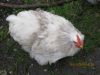 Filnavn=Bobtail_hane_2~0.jpg
Filstørrelse=167KiB
Dimensioner=704x528
Dato for tilføjelse=%18 %669, %2013 Bobtail_hane_2~0.jpg