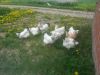 2013-05-19_15_06_16.jpg