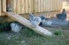 Hons21_juli_13_104.JPG