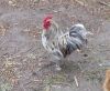 DSC00564.jpg
