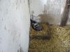 DSC00574.jpg