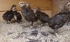 1__kuld_araucana_kyllinger_-_007.JPG