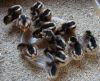 2__kuld_araucana_kyllinger_-_002.JPG