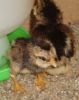 2__kuld_araucana_kyllinger_-_003.JPG