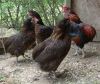 De_gamle_Araucana_er_-_004.jpg