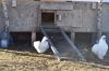 DSC_0011_28229.JPG