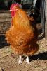 Billede_008_orpington.jpg