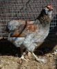 Filnavn=Billede_058_araucana.jpg
Filstørrelse=74KiB
Dimensioner=320x384
Dato for tilføjelse=%10 %444, %2013 Billede_058_araucana.jpg