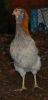 Billede_1092a1hane.jpg