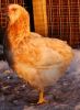 a_097_araucana_rod-hvid.jpg