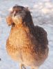 Filnavn=a_113_araucana_A_1_dusk.jpg
Filstørrelse=55KiB
Dimensioner=320x413
Dato for tilføjelse=%12 %593, %2012 a_113_araucana_A_1_dusk.jpg