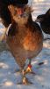Filnavn=a_133_araucana_mor_a.jpg
Filstørrelse=65KiB
Dimensioner=320x560
Dato for tilføjelse=%12 %594, %2012 a_133_araucana_mor_a.jpg