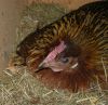 Kyllinger_070614_001.JPG