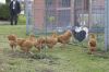 Hons_i_haven_d_15_08_2013-08-10.jpg