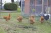 Hons_i_haven_d_15_08_2013-08-12.jpg