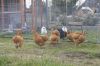 Hons_i_haven_d_15_08_2013-08-13.jpg