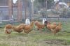 Hons_i_haven_d_15_08_2013-08-14.jpg