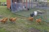 Hons_i_haven_d_15_08_2013-08-15.jpg