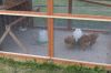 Hons_i_haven_d_15_08_2013-08-21.jpg